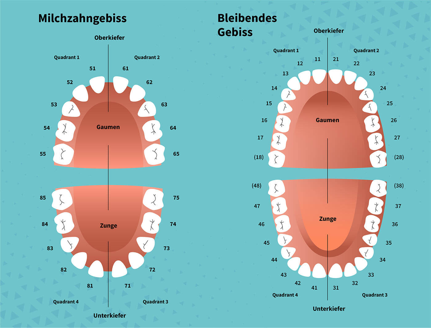 Milchzähne vs bleibendes Gebiss